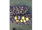 Картофель Гала, продовольственный и семенной